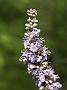 Vitex agnus-castus3